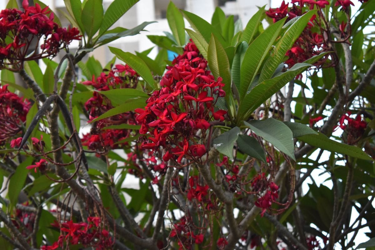 About Youthika Connect